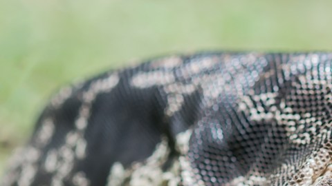 lagarto tegu