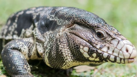 lagarto tegu