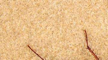 A pesar de los avances aún falta mucho para que podamos ver la leche de cucaracha en el supermercado.