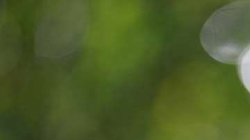 Una de estas plantas en tu hogar te darán abundancia económica.