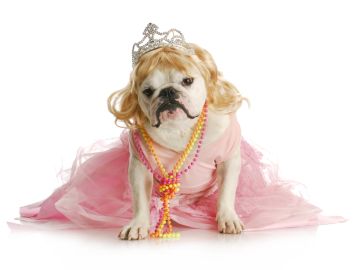 perra princesa