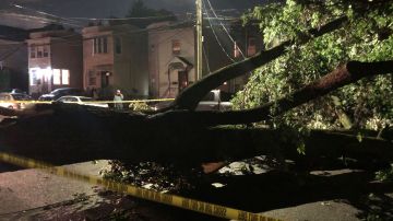 Un árbol caído corta la calle 127 en  College Point