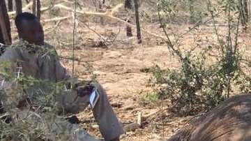Es la mayor matanza de elefantes registrada en África.