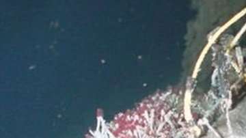 Las fumarolas o fuentes hidrotermales pueden tener hasta 400 grados C de temperatura.