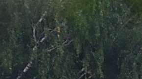 El tren de hidrógeno solo emite vapor y agua.