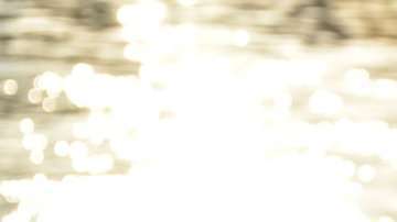 Unas 180 especies de animales marinos comen plásticos.