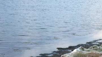 Una telaraña gigante cubrió la vegetación en Grecia.