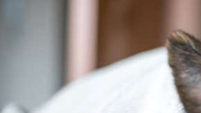 103512117_perrolindo