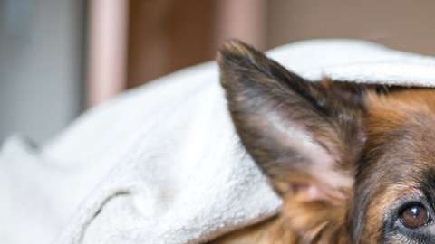 103512117_perrolindo