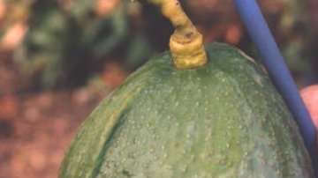 "Parece un mango. Pero no es un mango", escribió el diario Metro en 2016.