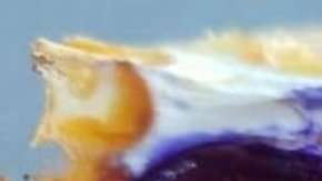 En cuestión de horas, tras ser cortada, la naranja cambió de color.