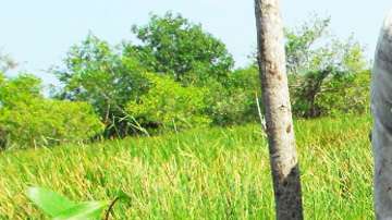 El uso de "chinampas" ayuda a preservar humedales.
