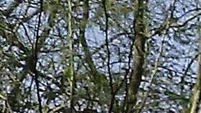 En Pima rechazan los fondos que el gobierno federal otorga a ICE y CBP.