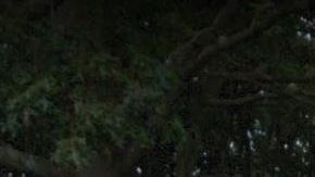 6 de la calle Ray Court, en Long Island, donde se encontró los cuerpos de las adolescentes asesinadas por MS-13 Kayla Cuevas y Nisa Mickens