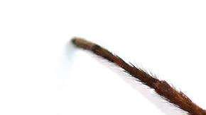 La "Kankuamo Marquezi".