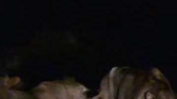 Siete leones rodean a un puercoespín para un final inesperado.