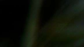 Un águila calva en el ZoológicoNnacional Smithsonian.