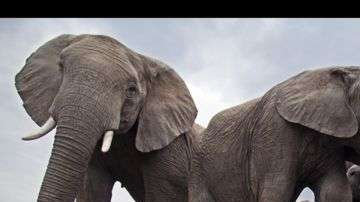 Manada de elefantes en un abrevadero de la Reserva Nacional Maasai Mara, en Kenia. “Las maravillas de la naturaleza: La inteligencia de la Creación” estará en exposición hasta el 11 de diciembre de 2016.