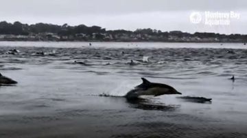 Es raro ver estas súper manadas de delfines tan cerca de la costa.