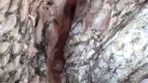 Así lucen los pescados con ojos falsos.