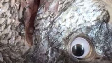Así lucen los pescados con ojos falsos.