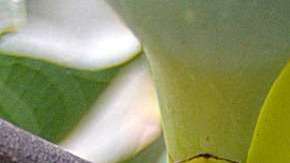 Una higuera creció en un sitio poco convencional y eso llamó la atención.