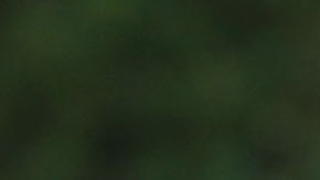 El presidente Trump calificó de una "vergüenza" la editorial.