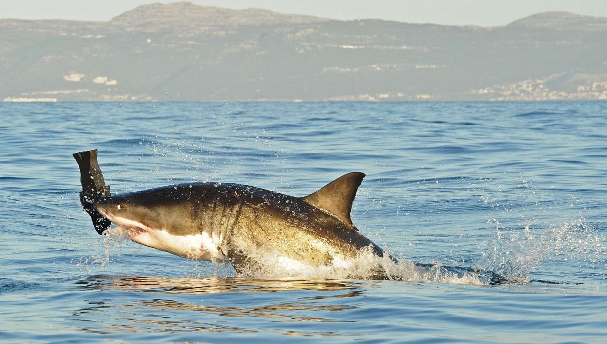 Un tiburón blanco salta tras una falsa carnada.