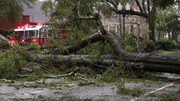 Árboles por el huracán Florence en Wilmington, Carolina del Norte.