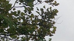 Reportan desbordes en todo el área triestatal