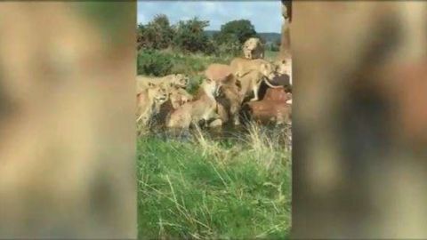 Las leonas atacaron por comida.