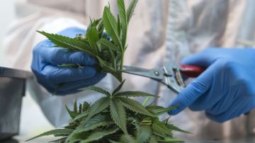El químico no psicoactivo que se encuentra en las plantas de marihuana, comúnmente conocido por las siglas CBD podría ser usado para salud.