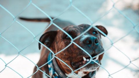 Perro Pitbull.