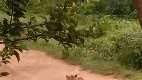 El perro demostró ser muy valiente.