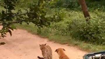 El perro demostró ser muy valiente.