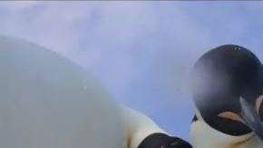 Los pingüinos parecían mirar fijamente a la cámara.