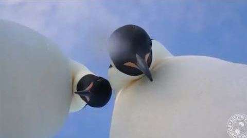 Los pingüinos parecían mirar fijamente a la cámara.