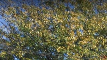 Vecindario Maspeth en Queens, NYC.