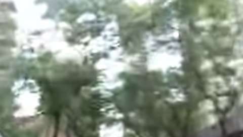 Un perro huye por toda la ciudad de Nueva York.