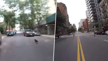 Un perro huye por toda la ciudad de Nueva York.