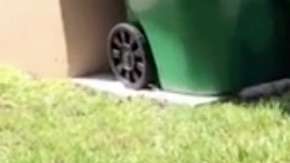 Lagartija gigante en Florida.