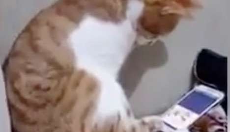 Un gato observando a su dueño fallecido.