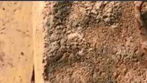 Se aprecian claramente las dos cabezas del reptil.