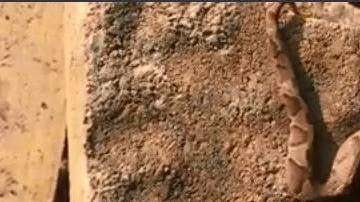 Se aprecian claramente las dos cabezas del reptil.