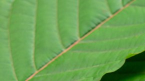 kratom
