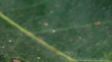 La oruga peluche es altamente peligrosa.