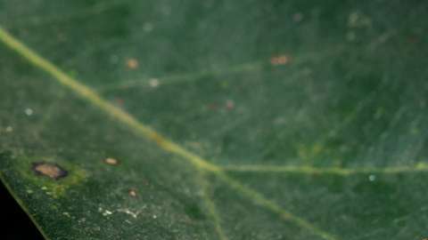La oruga peluche es altamente peligrosa.