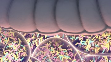 microbiota