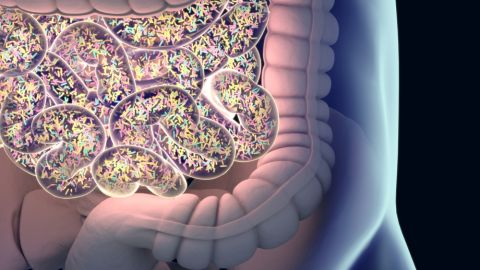 microbiota