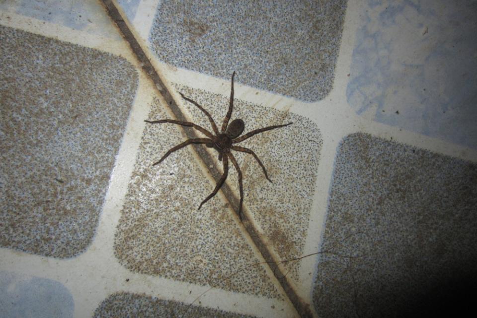 Video: Decenas de arañas venenosas la esperaban cuando se mudó a su nueva  casa - El Diario NY